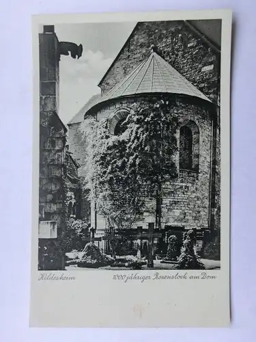 Alte AK Hildesheim 1000jähriger Rosenstock [aW131]
