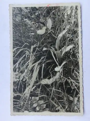 Alte AK Fotokarte Orchidee Frauenschuh [aW501]