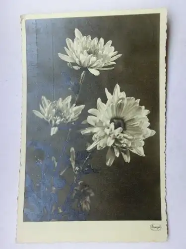 Alte AK Grußkarte Stengel Margeriten [aW536]