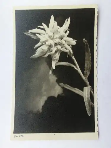 Alte AK Grußkarte Edelweiß [aW563]