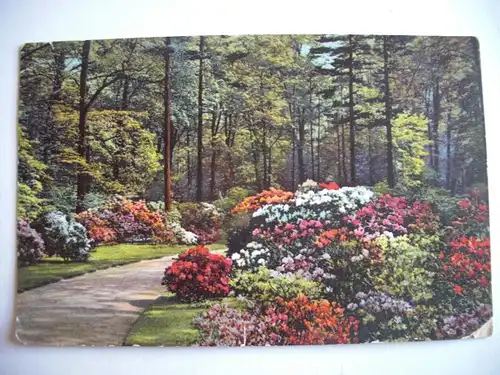 Alte AK Kunstpostkarte Rhododendron, Ecke beschädigt Stengel Verlag [D315]