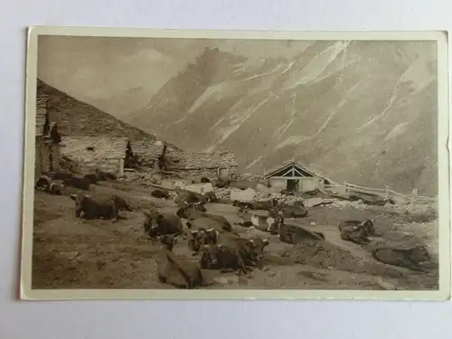 Alte AK Wallis Arolla Viehherde Kühe Kuh [D1035]