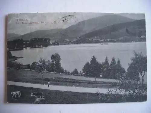 Alte AK Titisee Schwarzwald Kühe (fleckig)  um 1910 [T59]