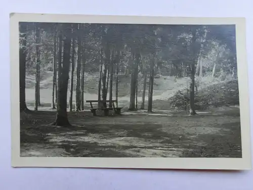 Alte AK Naturfotografie Wald Bank bez. Varel [aW822]