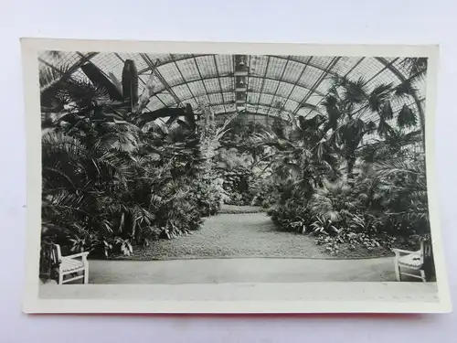 Alte AK Frankfurt Palmengarten Palmenhaus [1218]