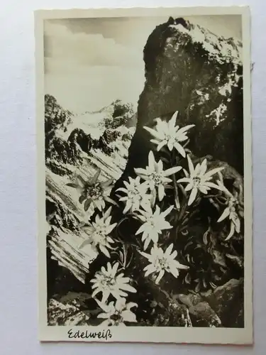 Alte AK Alpen Edelweiss [1318]