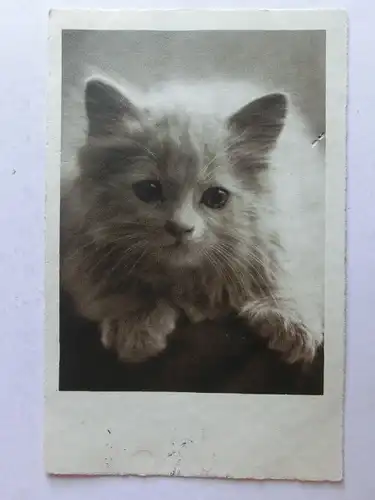 Alte AK Grußkarte Katze [aT838]