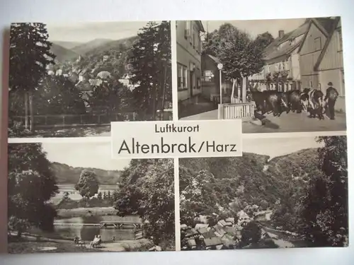 Alte AK Altenbrak Harz Kühe [U160]