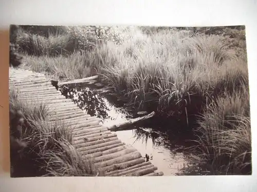 Alte AK Georgenfeld Hochmoor Erzgebirge [aG304]