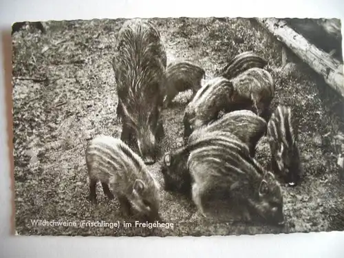 Alte AK Hardehausen Wildschweine Scherfede Schweine [Z806]