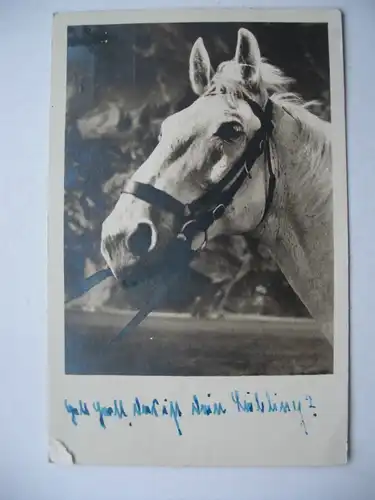 Alte AK Pferd Pferdekopf [aE86]