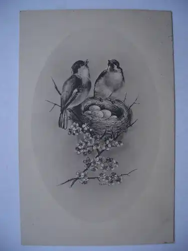 Alte AK Grußkarte Vogelnest Vögel Gelege um 1916 [aE100]