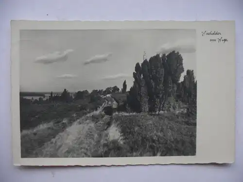 Alte AK Wacholder am Wege Heide [aE238]