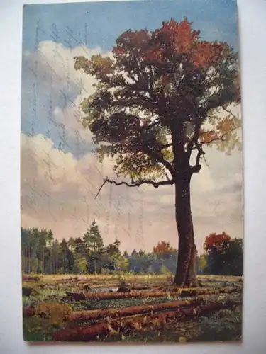Alte AK Künstlerkarte Baum Wald Landschaft [aE272]