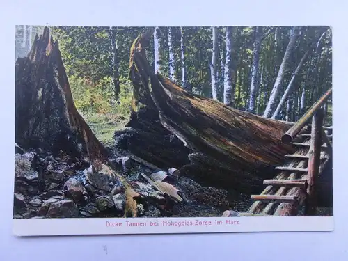 Alte AK Hohegeiss Zorge Dicke Tannen Harz [A1462]