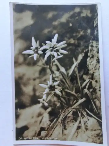 Alte AK Naturaufnahme Edelweiß im Fels [aE975]