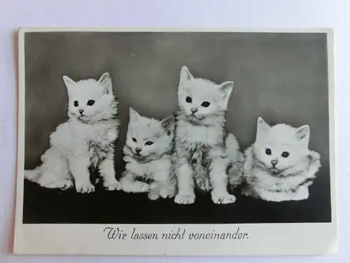 Alte AK Grußkarte Katzen Kätzchen [aN208]