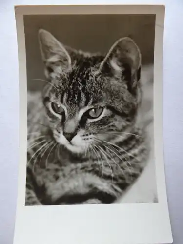 Alte AK Katze Katzenkopf [aG548]
