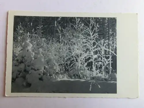 Alte AK Naturfotografie Winterwald [aH424]