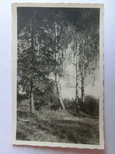Alte AK Naturfotografie Birken  Wald Landschaft [aH430]