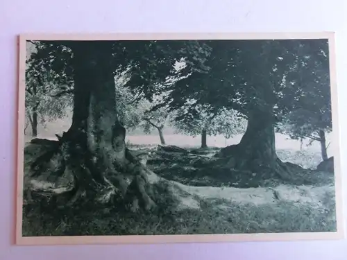Alte AK Naturfotografie Bäume Wurzeln Baumstamm [aH439]