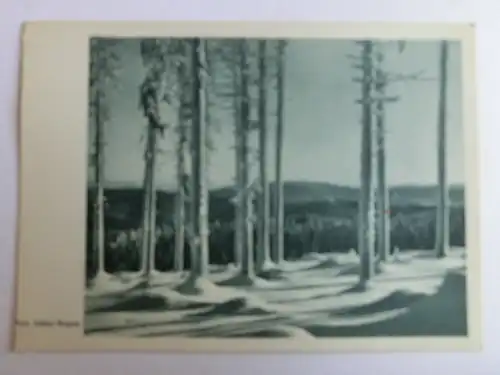 Alte AK Naturfotografie Winterwald Bäume Schnee Photo. Brüder Wagner [aH440]