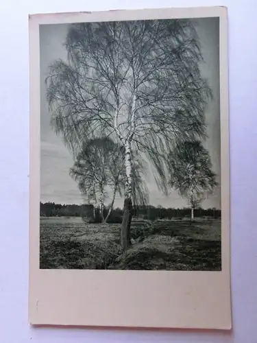 Alte AK Naturfotografie Birken Landschaft [aH448]