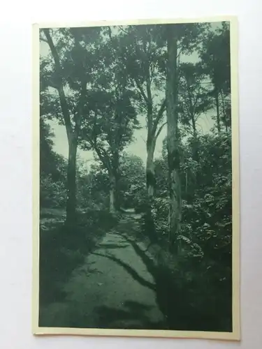 Alte AK Naturfotografie Bäume Waldweg  [aH449]