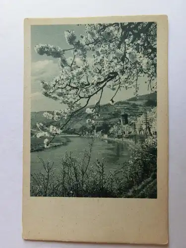 Alte AK Naturfotografie Baumblüte Fluß Frühling [aH451]