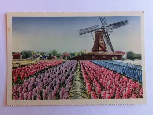 Alte AK Holland Blumenfeld Hyazinthen Windmühle [aH674]