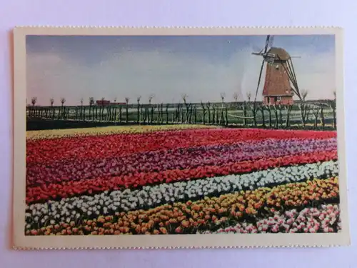 Alte AK Holland Blumenfeld Tulpen Windmühle [aH675]