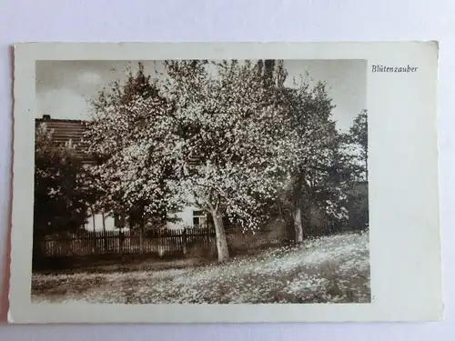 Alte AK Blütenzauber Obstbäume Bauernhaus [aJ1064]