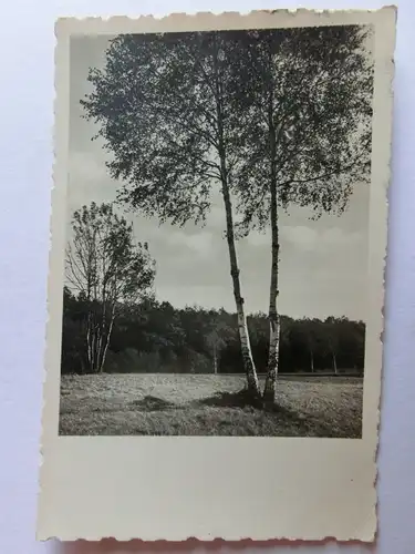 Alte AK Naturfotografie Birken Wiese [aJ1065]