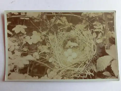 Alte AK Vogelnest Gelege Vogeleier [aJ1068]