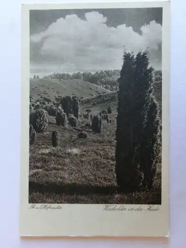 Alte AK Lüneburger Heide Th. u. O. Hofmeister Wacholder [aJ477]
