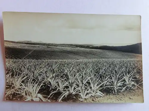 Alte AK Fotokarte Unbekannter Ort Landschaft Agavenfelder [aJ597]