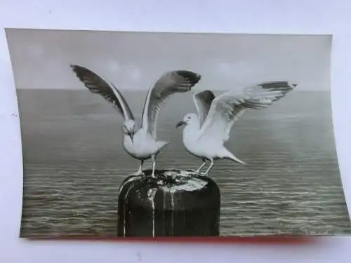 Alte AK St. Peter Ording Möwen am Strand [aP284]