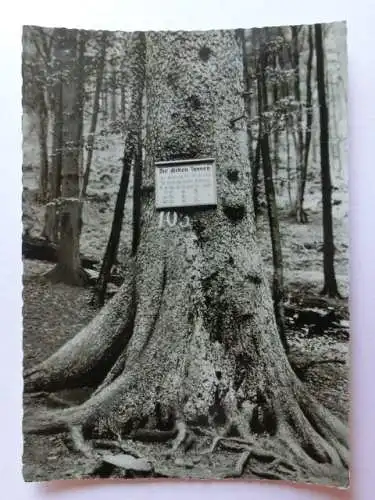 Alte AK Hohegeiss Harz Dicke Tannen [aN428]