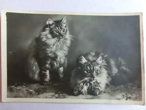 Alte AK Fotokarte 2 Katzen [aX1064]