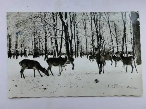 Alte AK Harz Rotwild Wald Winter Hirsch Reh [B1244]