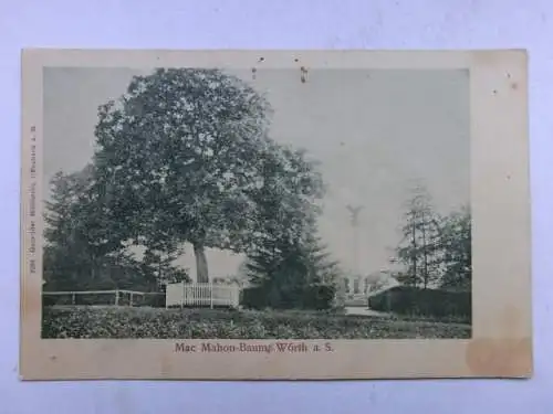 Alte AK Wörth Mac Mahon Baum um 1915 [R439]