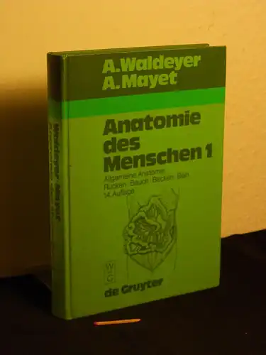 Waldeyer, Anton sowie U. Waldeyer   Anton Mayet (Fortführung): Anatomie des Menschen   für Studierende und Ärzte   dargestellt nach systematischen, topographischen.. 