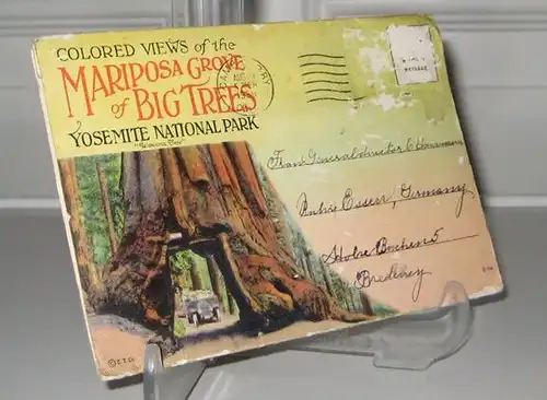 o.A: Colored Views of the Mariposa Grove of Big Trees, Yosemite National Park, "Wawona Trees". 