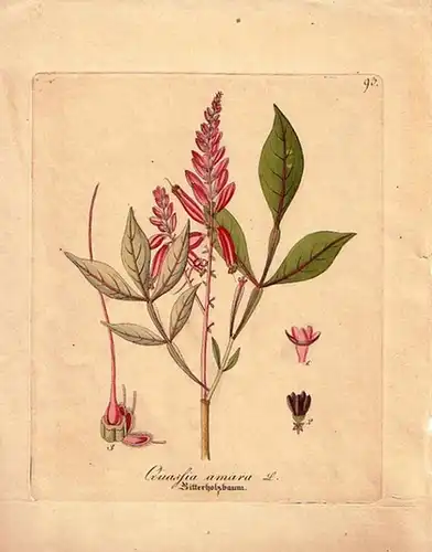 Bitterholzbaum. - Colorierter Originalstich. Quassia amara- Bitterholzbaum. Blatt No. 93.