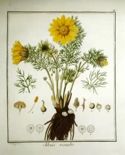 Guimpel, F. (pinx et sculp.): Colorierter Originalstich: Adonis Vernalis (Frühlings-Adonisröschen). Tafel Nr. 11. Wahrscheinlich aus dem Werk &quot;Deutschlands phanerogamische Giftgewächse&quot; v. Brandt u. Ratzeburg.