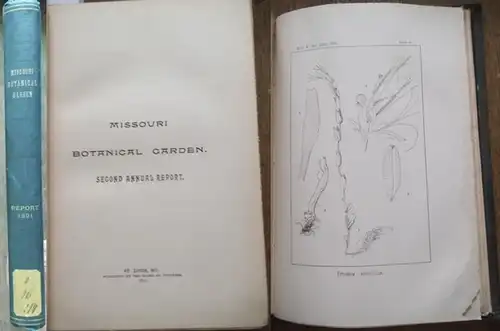 Missouri Botanical Garden. - Trelease, William: Missouri Botanical Garden. Second annual report. Scientific Paper: Revision of North American species of Epilobium- by William Trelease.