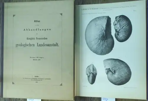 Müller, G. / Wollemann, A.: Atlas von elf Tafeln zu der Abhandlung: Die Molluskenfauna des Untersenon von Braunschweig und Ilsede. II. Die Cephalopoden. Hrsg. Von...