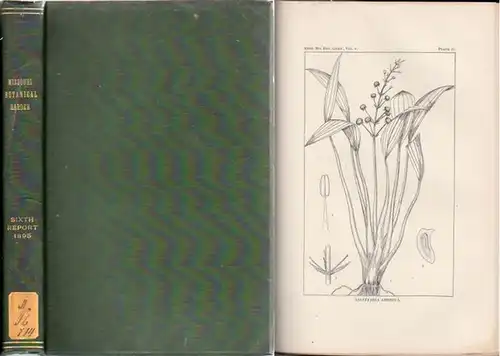 Missouri Botanical Garden. - Jared G. Smith / William Trelease / Herbert J. Webber / B. F. Bush: Missouri Botanical Garden. Sixth Annual Report. Scientific Papers: Revision of the North American Species of Sagittaria and Lophotocarpus - By Jared G. Smith 