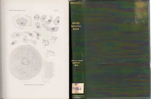 Missouri Botanical Garden. - Ada Hayden // Periodicity in Spirogyra. - By C. H. Danforth / E. G. Arzberger / Francis E. Lloyd / David Griffiths / R. R. Gates / Perley Spaulding: Missouri Botanical Garden. Twenty-First Annual Report. Scientific Papers: The