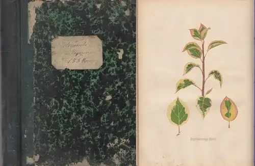 Deutsches Magazin für Garten- und Blumenkunde. - / Neubert, Wilhelm (Hrsg.): Deutsches Magazin für Garten- und Blumenkunde. Zeitschrift für Garten- und Blumenfreunde, und Gärtner. Jahrgang 1880.